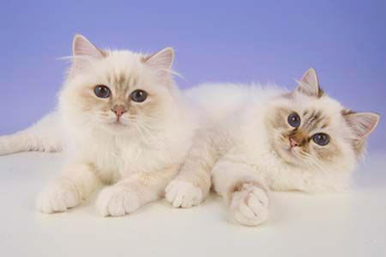 Birman Kitten bred byTina Mason mailto:tina.mason5@gmail.com
